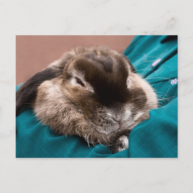 Pet Bunny Vykort (Framsida)