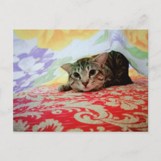 Pet Cat Porträtt i bed Vykort