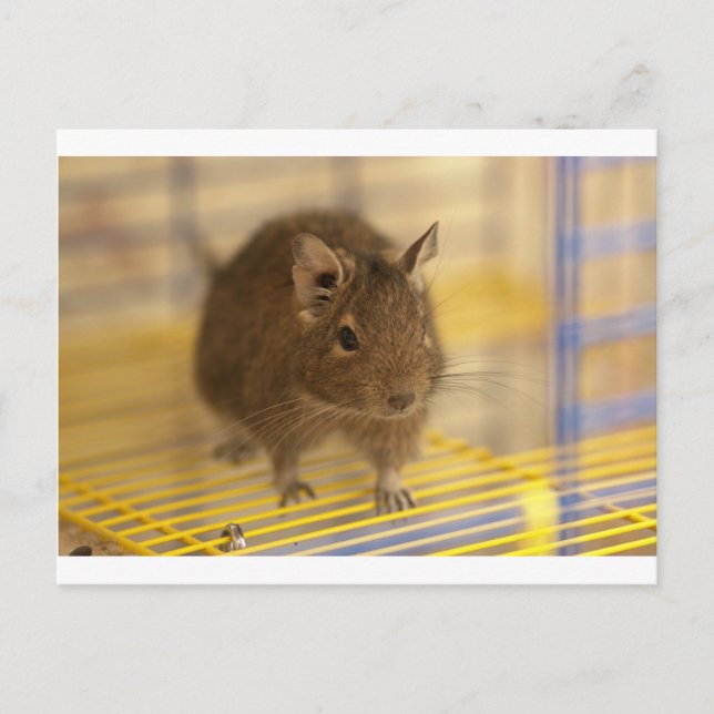 Pet degu vykort (Framsida)