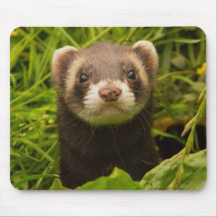 Pet Ferret i Grass Musmatta