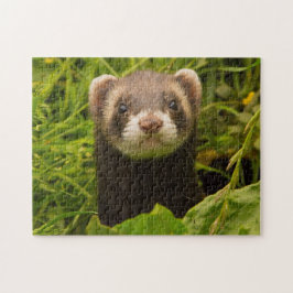 Pet Ferret i Grass Pussel