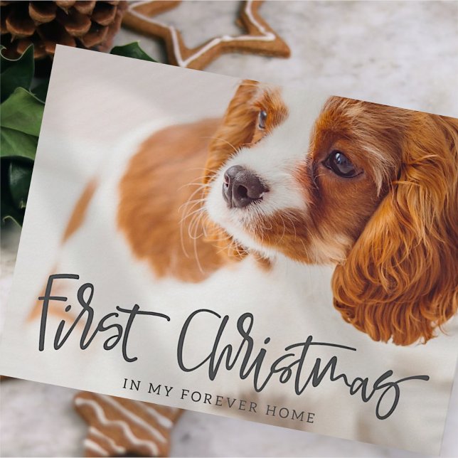Pet First jul in Forever Home Photo Helg Vykort (Skapare uppladdad)