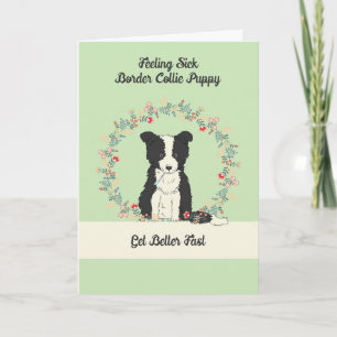 Pet Get well Card för Gräns Collie Puppy Kort