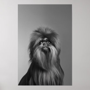 Pet Grooming Salon Boutique Affenpinscher Porträtt Poster