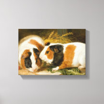 Pet Guinea Grisar Matande (av James Ward)