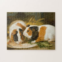 Pet Guinea Grisar Matande (av James Ward)