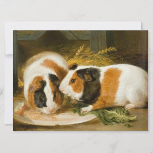 Pet Guinea Grisar Matande Kort