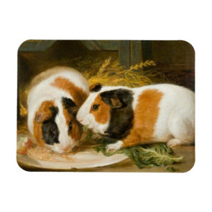 Pet Guinea Grisar Matande Magnet