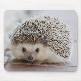 Pet Hedgehog Musmatta