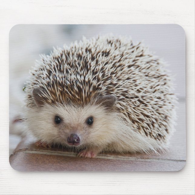 Pet Hedgehog Musmatta (Framsidan)