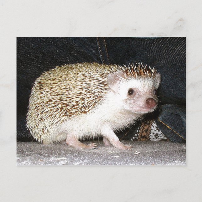 Pet Hedgehog Vykort (Framsida)