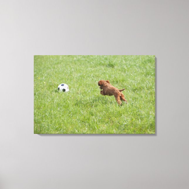 Pet hund efter fotbollen i parken canvastryck (Framsida)