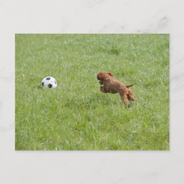 Pet hund efter fotbollen i parken vykort (Framsida)