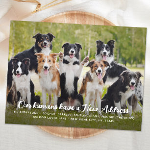 Pet Hund Photo (ung. modern Ny adress Anpassningsb Vykort