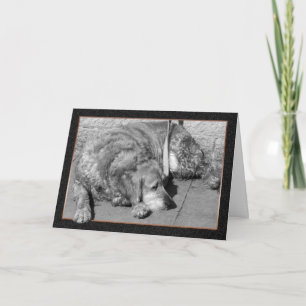 Pet Hund Sympathy Card Kort