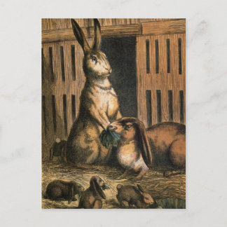 Pet-kaniner och Baby Bunnies-postkort Vykort
