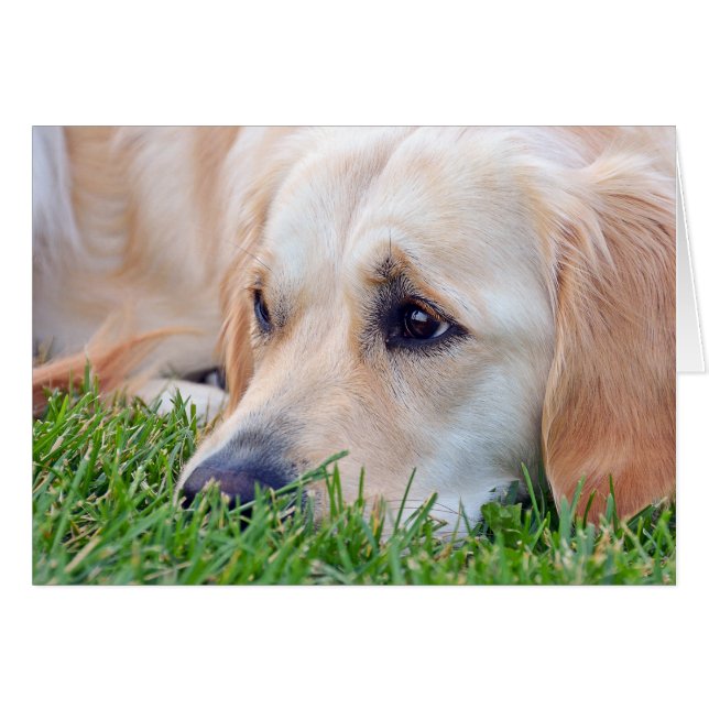 Pet Loss Sympathy Golden Retriever Hälsningskort (Framsidan Horizontal)