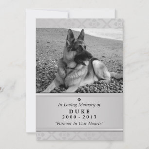 Pet Memorial Card 5"x7" Grått Modern - Manligt säl Meddelande