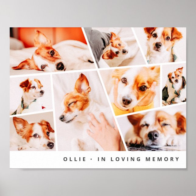 Pet Memorial Modern Simple Chic 9 Photos Collage Poster (Framsidan)