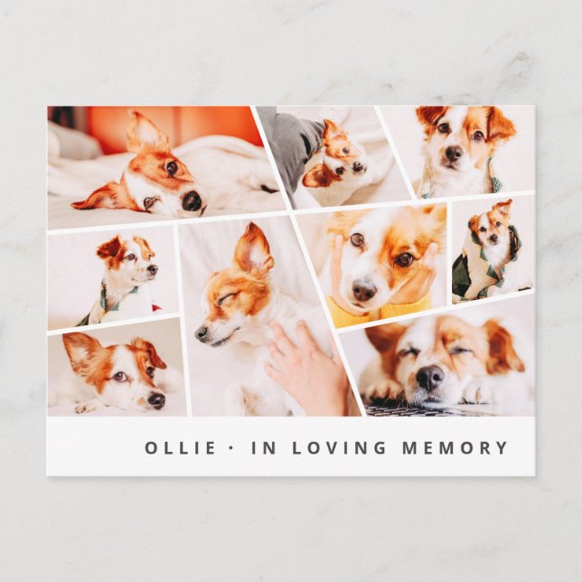 Pet Memorial Modern Simple Chic 9 Photos Collage Vykort (Framsida)
