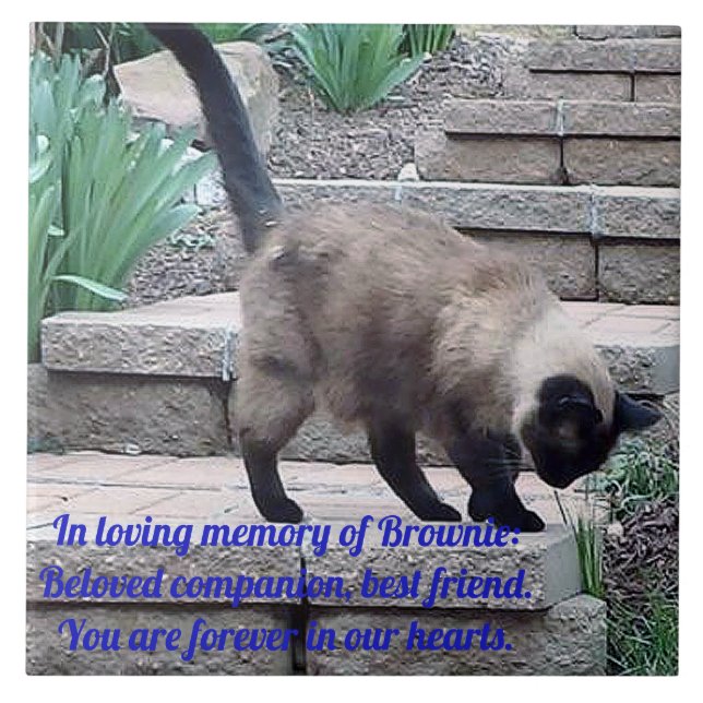 Pet Memorial Tile, sial Point Cat Kakelplatta (Framsidan)