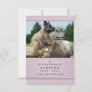 Pet-minneskort 3,5 x 5 tum - Rosa Modern Photo Meddelande