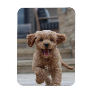 Pet Photo Hund för uppladdningsklocka för Bild Magnet