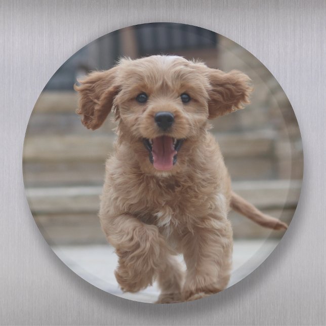 Pet Photo | Hund för uppladdningsklocka för Bild Magnet (Skapare uppladdad)
