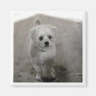 Pet Photo Timless Keepsaké Hund Mamma Pappa Magnet