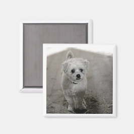 Pet PHOTO Timless Keepsaké Hund Mamma Pappa Roligt Magnet