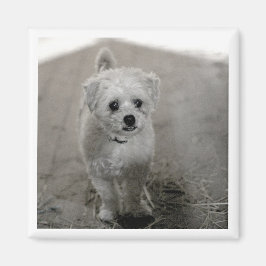 Pet PHOTO Timless Keepsaké Hund Mamma Pappa Roligt Magnet