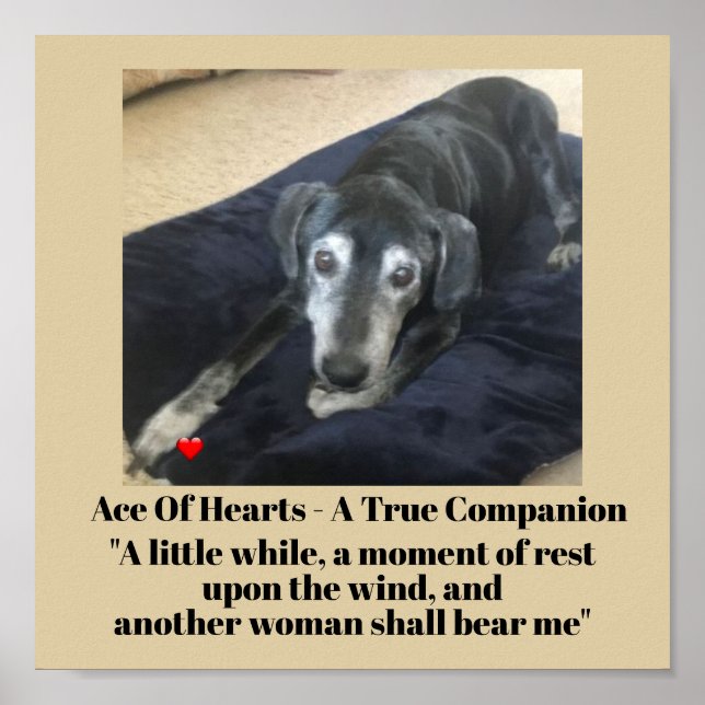 Pet Photo Typography-minnen Poster Pappra (projekt (Framsidan)