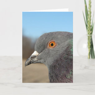 Pet Pigeon Kort