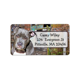 Pet Pitbull Hund Graffiti-bakgrundsetikett Adressetikett