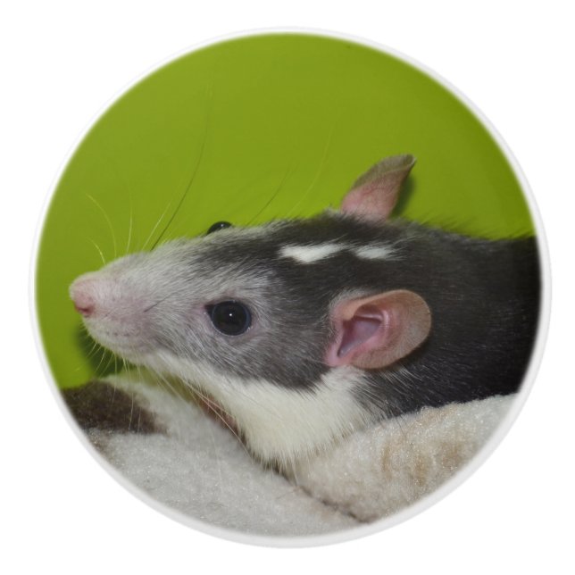 Pet Råtta Dresser Knob Knopp (Framsidan)