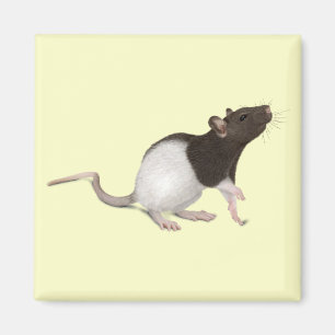 Pet Råtta-målning Magnet