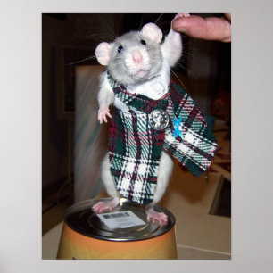 Pet Råtta Ruby Poster - Kilt