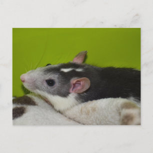 Pet Råtta vykort