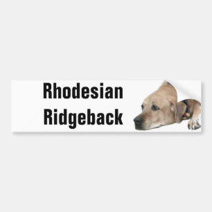 Pet Rhodesian Ridgeback Hund Bild Bildekal
