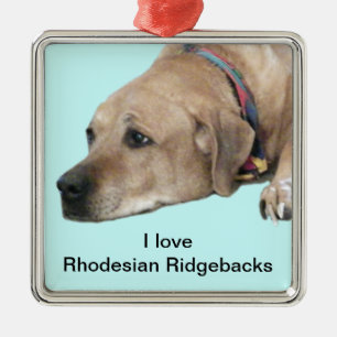 Pet Rhodesian Ridgeback Hund Bild Julgransprydnad Metall