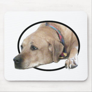 Pet Rhodesian Ridgeback Hund Bild Musmatta