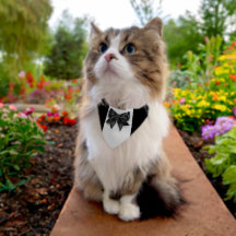 Pet ring Bearer bröllopsdag formal tuxedo