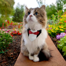 Pet ring bearer tuxedo-buskvit röd svart vit