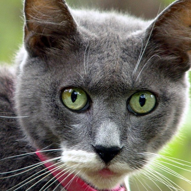 Pet Sitta Affärskort Visitkort (Pet sitting )