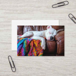 Pet Sitta Business Hund Spipande på soffan Visitkort