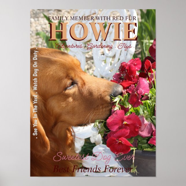 Pet Star-Kreativet Poster (Framsidan)