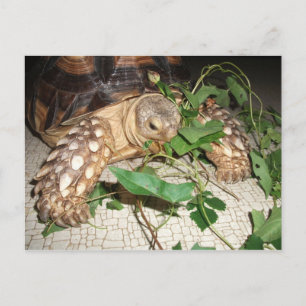 Pet Sulcata Tortoise Eating Bindweed and Mulberry Vykort