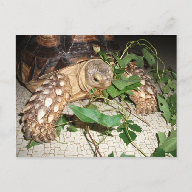 Pet Sulcata Tortoise Eating Bindweed and Mulberry Vykort (Framsida)