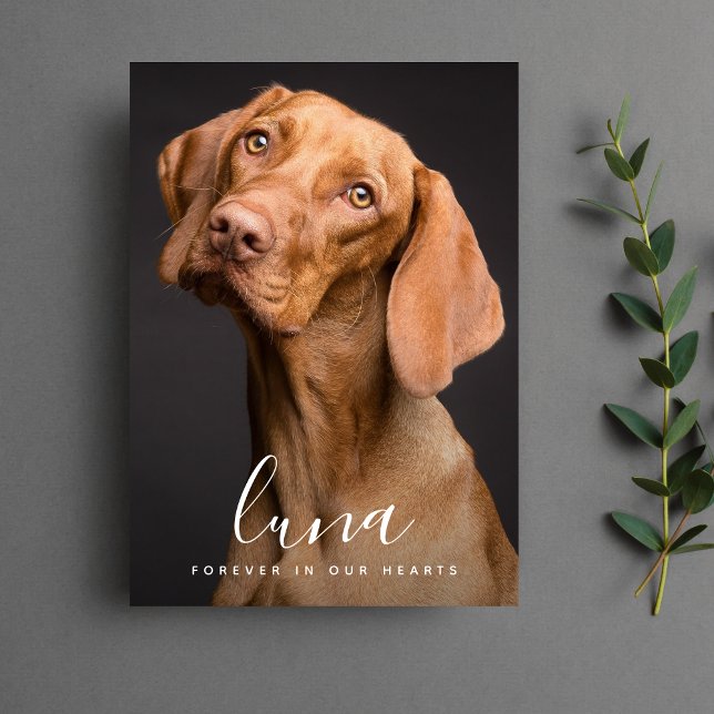 Pet Sympathy Card Memorial Tack Kort (Pet Photo Sympathy Card)