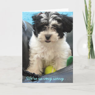"Pet Sympathy - Havanese puppy". . Kort